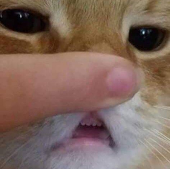 Meet your Posher, Jen - Picture 1 of 1